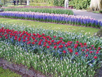 FOTKA - Jaro v parku Keukenhof