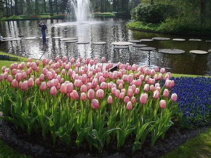 FOTKA - Jaro v parku Keukenhof