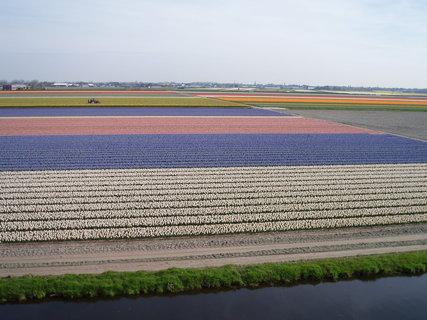 FOTKA - Jaro v parku Keukenhof