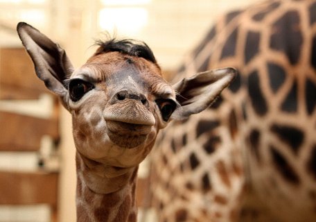 FOTKA - ZOO Liberec m mld irafy a orlosupa!