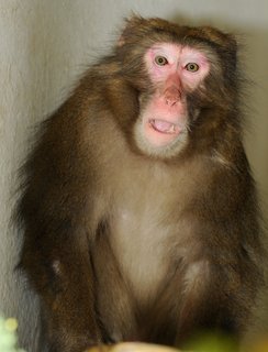 FOTKA - Odchycen makak