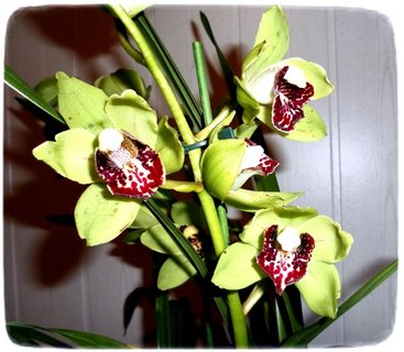 FOTKA - Orchideje - Cymbidium