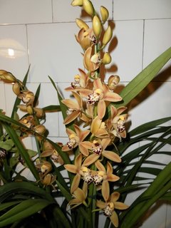 FOTKA - Orchideje - Cymbidium