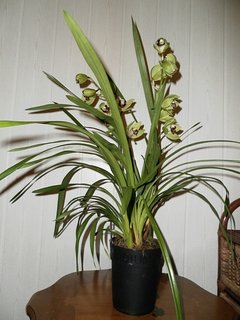 FOTKA - Orchideje - Cymbidium