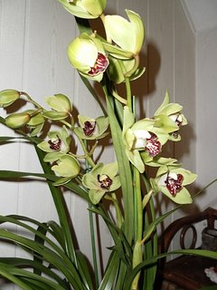 FOTKA - Orchideje - Cymbidium