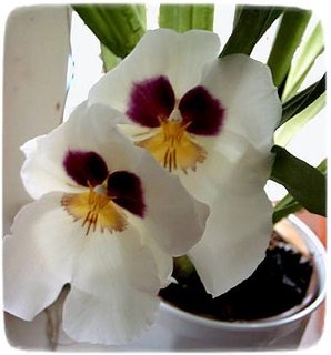 FOTKA - Orchideje - Miltonia a Miltoniopsis