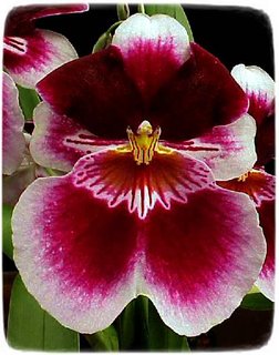 FOTKA - Orchideje - Miltonia a Miltoniopsis