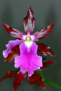 FOTKA - Orchideje - Miltonia a Miltoniopsis