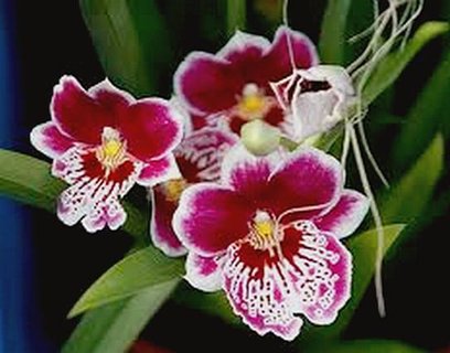 FOTKA - Orchideje - Miltonia a Miltoniopsis