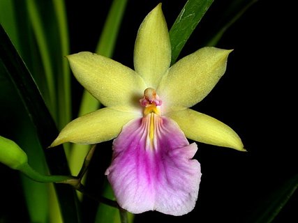 FOTKA - Orchideje - Miltonia a Miltoniopsis