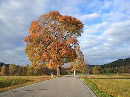 FOTKA - umava - Hojsova Str a Petice