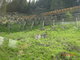 Jzda panoramatickm vlakem z Tirana do Svatho Moice