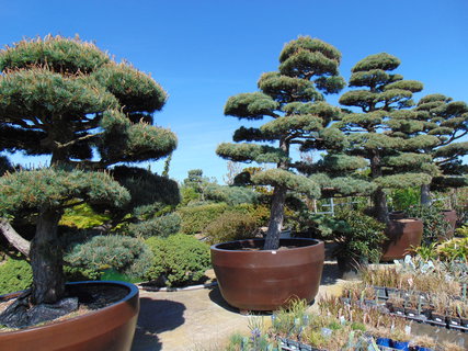 FOTKA - Nrodopisn muzeum Tebz