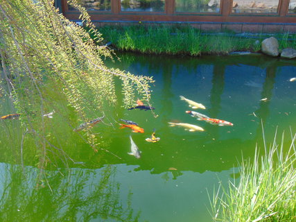 FOTKA - Nrodopisn muzeum Tebz