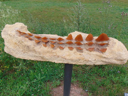 FOTKA - Byli jsme v Paleoparku