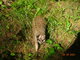Norimbersk zoologick zahrada