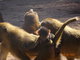 Norimbersk zoologick zahrada