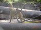 Norimbersk zoologick zahrada
