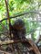 Norimbersk zoologick zahrada