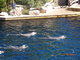 Norimbersk zoologick zahrada