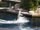 Norimbersk zoologick zahrada