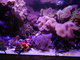 Norimbersk zoologick zahrada