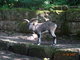 Norimbersk zoologick zahrada