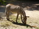 Norimbersk zoologick zahrada