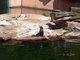 Norimbersk zoologick zahrada