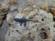 Norimbersk zoologick zahrada
