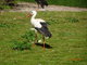 Norimbersk zoologick zahrada