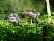 Norimbersk zoologick zahrada