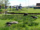 Nae prvn cesta do Holandska - Zaanse Schans