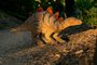 Prvn chodc stegosaurus m do DinoParku