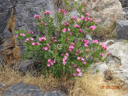 FOTKA - Lindos - ikona antickho ecka