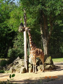 FOTKA - Norimbersk zoologick zahrada