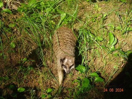 FOTKA - Norimbersk zoologick zahrada