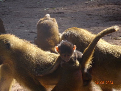 FOTKA - Norimbersk zoologick zahrada