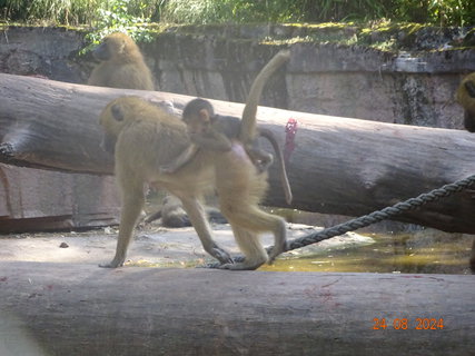FOTKA - Norimbersk zoologick zahrada