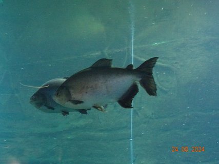 FOTKA - Norimbersk zoologick zahrada