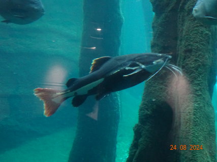 FOTKA - Norimbersk zoologick zahrada