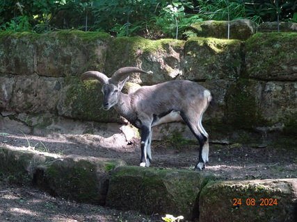 FOTKA - Norimbersk zoologick zahrada