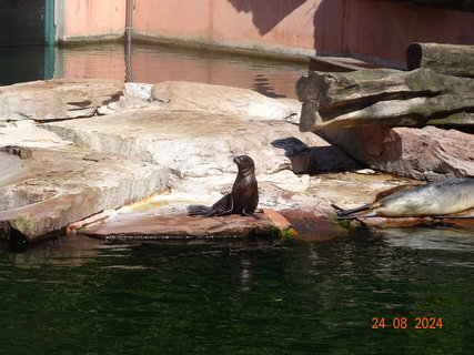 FOTKA - Norimbersk zoologick zahrada