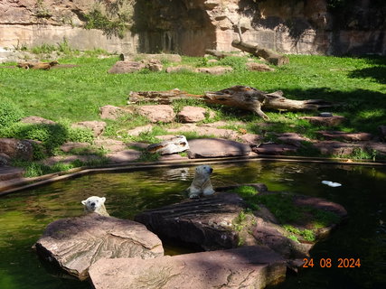 FOTKA - Norimbersk zoologick zahrada
