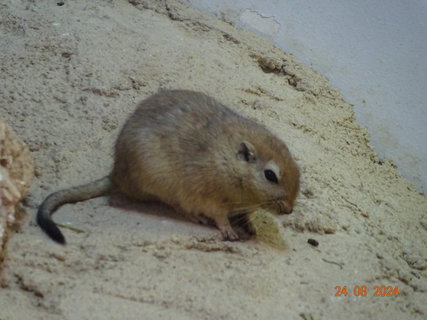 FOTKA - Norimbersk zoologick zahrada