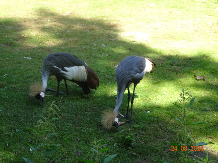 FOTKA - Norimbersk zoologick zahrada