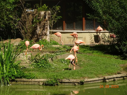 FOTKA - Norimbersk zoologick zahrada
