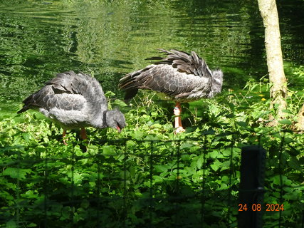 FOTKA - Norimbersk zoologick zahrada