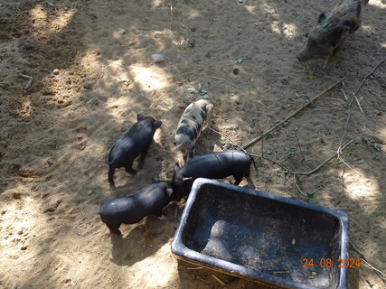 FOTKA - Norimbersk zoologick zahrada