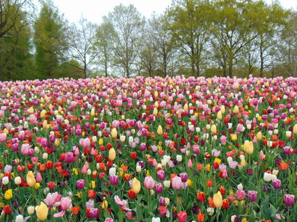 FOTKA - Nae prvn cesta do Holandska - Keukenhof